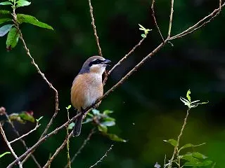 ストレッチ後に飛びだすモズ