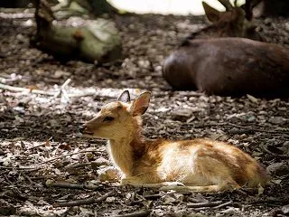 森で休憩中の子鹿ちゃん