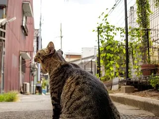 下町の路地にお座りして