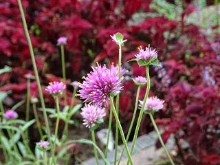 服部緑都市緑化植物園の花