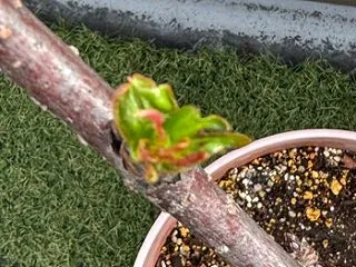 さくらんぼの葉