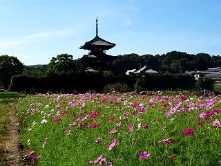 法起寺周辺のコスモス
