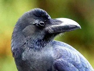 カラスは不幸をもたらすのか