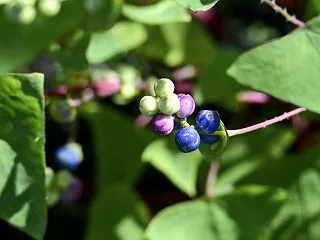 実と花
