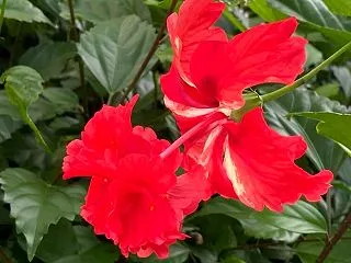 レッド・フラミンゴというハイビスカスの花…