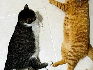 最近のニャンズ♪