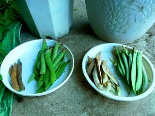 子ども園のお祝いとチョウ豆の終わり （・…