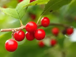 ★ウメモドキの実🍒 2026