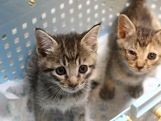 子猫ラッシュ・・・ラッシュ・・・