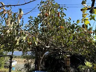 渋柿でも鳥に食べられます！