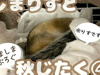 しまりすと秋じたく④R8