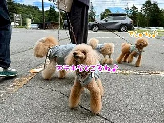 ⑤山梨での夏休み(´ー｀*)～蓼科湖観光…