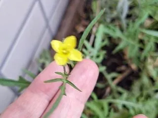 セルバチカ種ルッコラの花が咲きました