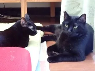 体格が違いすぎ。