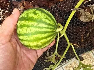 ダメなのかなあ…