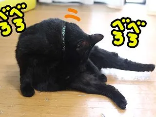 猫の視力に関する伝説。