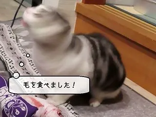 猫動画 ～「誰の毛ですか！？」2026.…