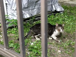 元祖の縄張り