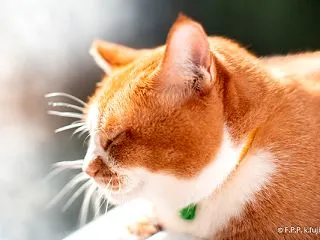 寒暖差凄い