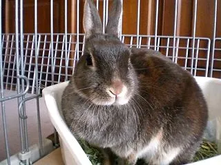 ナデナデ、鼻チョン