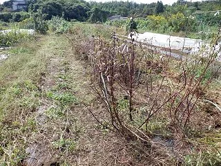 オクラ、ローゼル、モロヘイヤの撤収