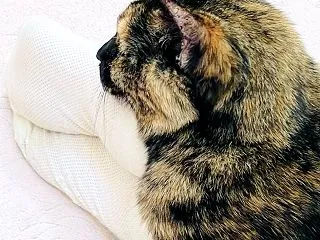 楽しい手芸のようです