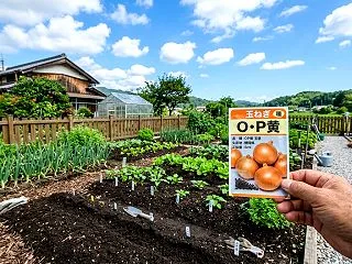 タマネギ苗の植え付け完全攻略！失敗しない…