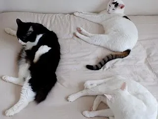 振り向きもせず その場にぺたんっ