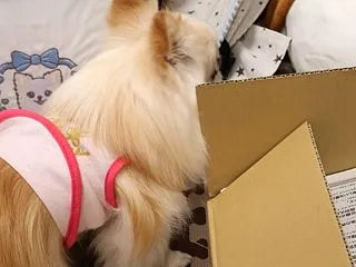 乗せ乗せはお任せ♪でし♪