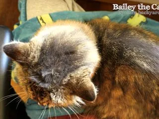 今シーズン初の膝猫