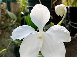 Vanda coerulea fma.a…
