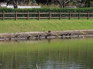 2026年10月13日に鶴沼公園で見た鴨…