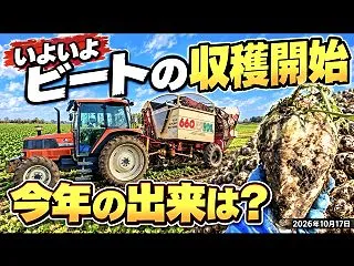 いよいよビートの収穫開始【今年の出来は？…