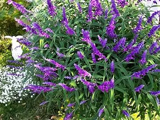 満開のアメジストセージと寄せ植えづくり