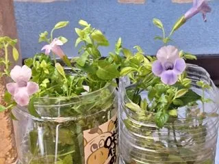 今年も大活躍！ スーパートレニア～ブルー…