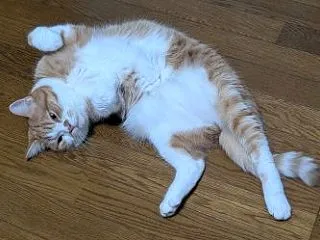 簡単更新ニャ！