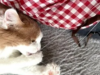猫に邪魔をされながら作る手作り猫ベッド