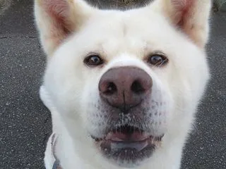 クマが全く出て来ないので朝のお散歩は超の…