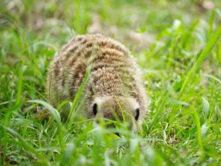 ミーアキャット 202609 10