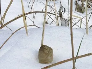 今冬も大雪に⁉「106cmの高さにあった…