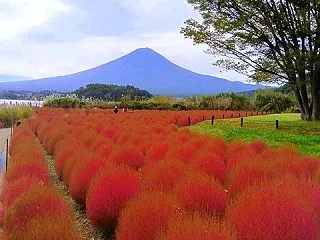 2026年紅葉のコキア