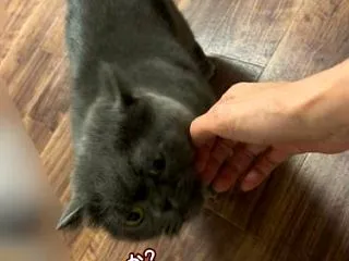 お久しぶりのちまちゃんです