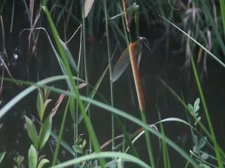 ヒメガマ