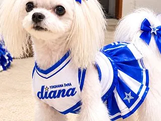 チワマルのピピちゃん、横浜ベイスターズの…