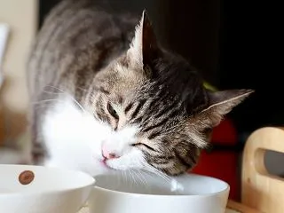 あの猫ちゃんのオマケ付き。