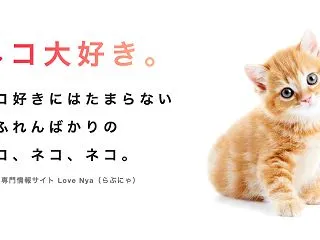 猫のストレスサインを見逃すな！原因別の対…