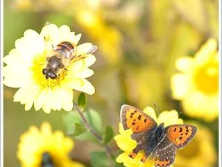 ベニとアブが仲良くお食事