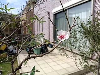 健気咲き