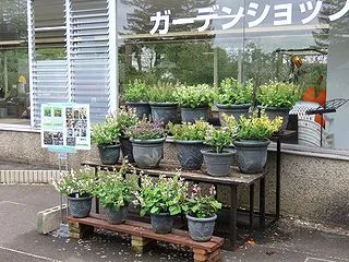 水戸市植物公園：アキギリとキバナアキギリ…