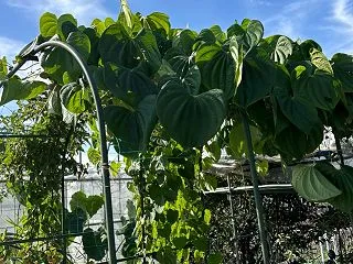 畑のUFO、宇宙芋が爆なりです、レンチン…